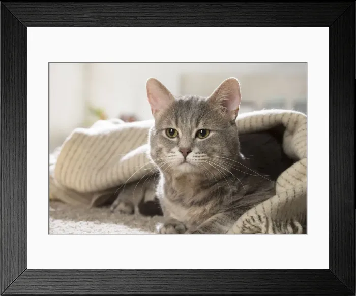 Framed Print : Picture No. 12478668 Framed Print : Picture No. 12478668