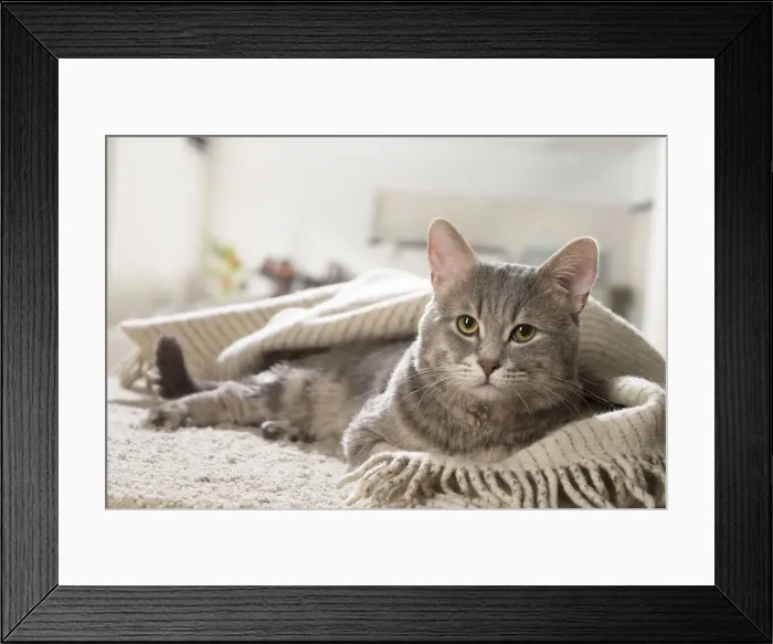 Framed Print : Picture No. 12478670 Framed Print : Picture No. 12478670