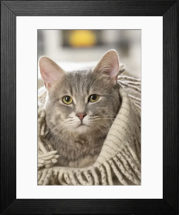 Framed Print : Picture No. 12478671 Framed Print : Picture No. 12478671