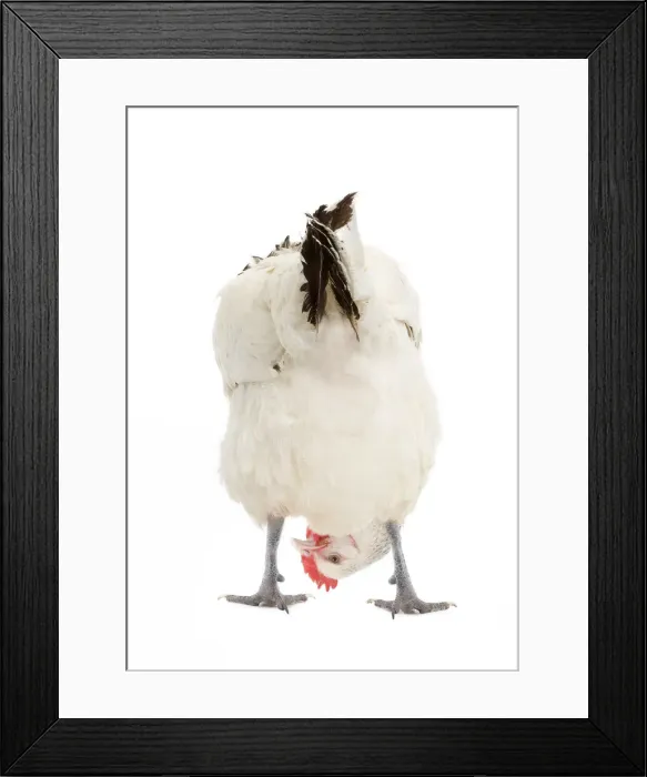 Framed Print : Picture No. 12478674
