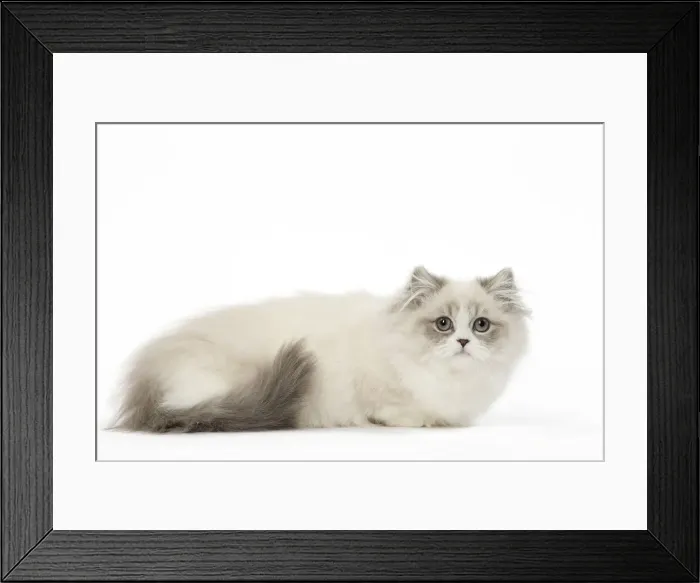 Framed Print : Picture No. 12478675 Framed Print : Picture No. 12478675