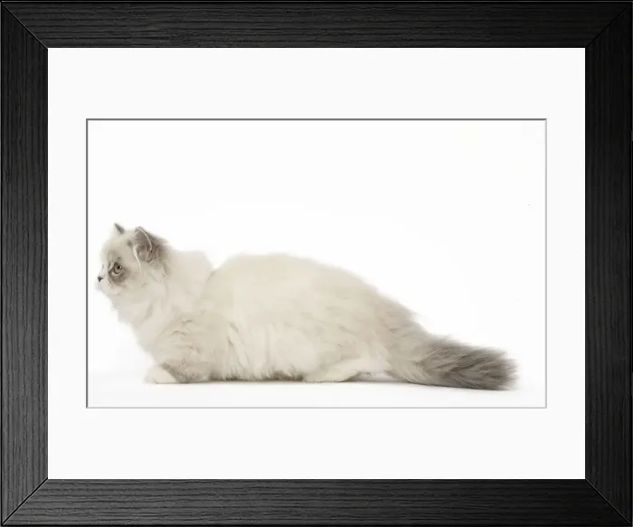 Framed Print : Picture No. 12478677