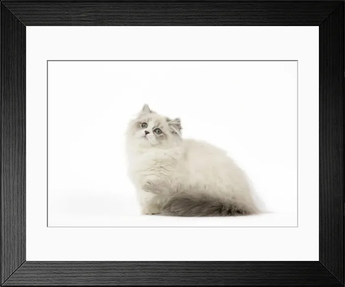Framed Print : Picture No. 12478678 Framed Print : Picture No. 12478678
