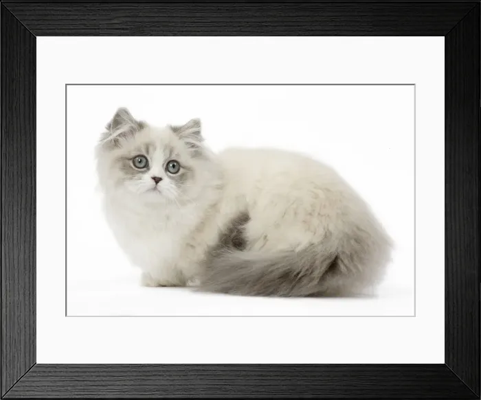 Framed Print : Picture No. 12478679 Framed Print : Picture No. 12478679