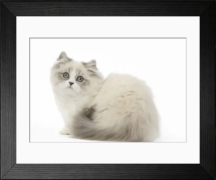 Framed Print : Picture No. 12478680 Framed Print : Picture No. 12478680