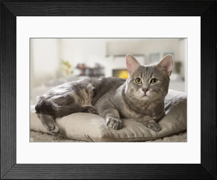 Framed Print : Picture No. 12478673 Framed Print : Picture No. 12478673