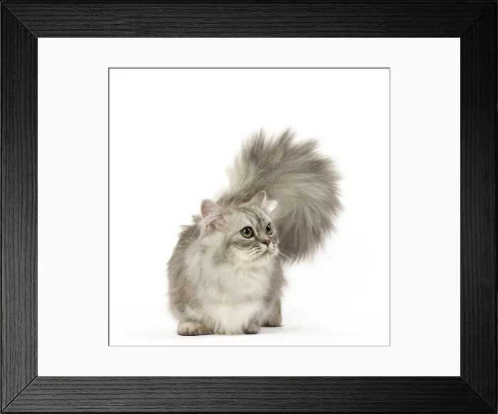 Framed Print : Picture No. 12478682 Framed Print : Picture No. 12478682