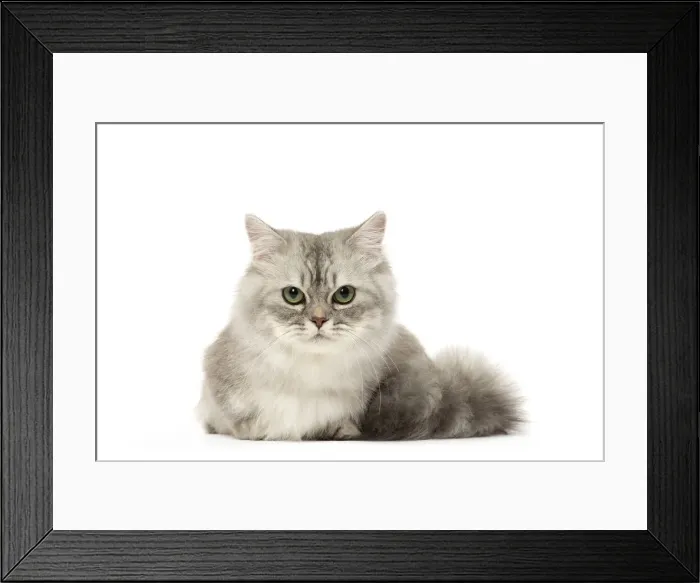 Framed Print : Picture No. 12478683 Framed Print : Picture No. 12478683