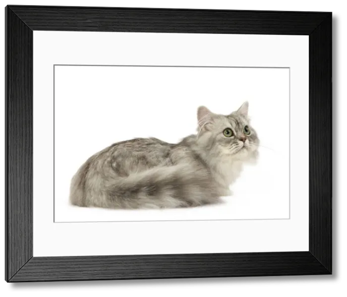 Framed Print : Picture No. 12478684 Framed Print : Picture No. 12478684
