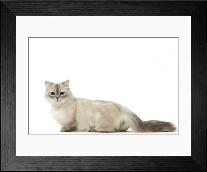 Framed Print : Picture No. 12478685 Framed Print : Picture No. 12478685