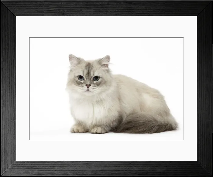 Framed Print : Picture No. 12478686 Framed Print : Picture No. 12478686