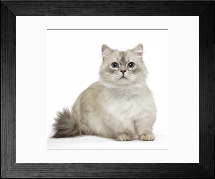 Framed Print : Picture No. 12478687 Framed Print : Picture No. 12478687