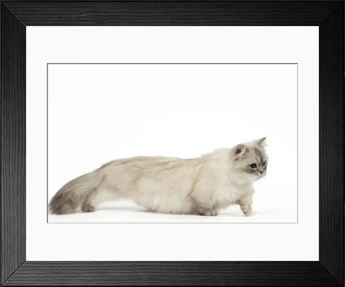 Framed Print : Picture No. 12478688