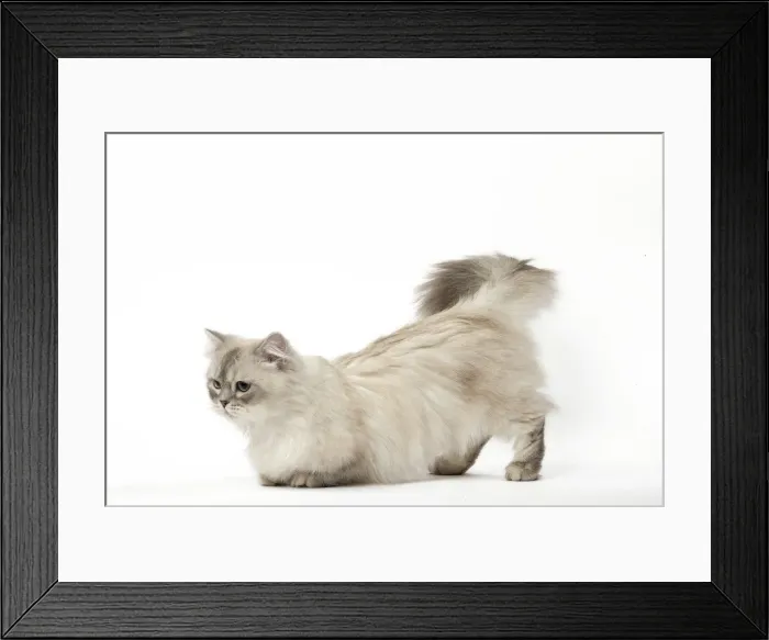 Framed Print : Picture No. 12478689 Framed Print : Picture No. 12478689