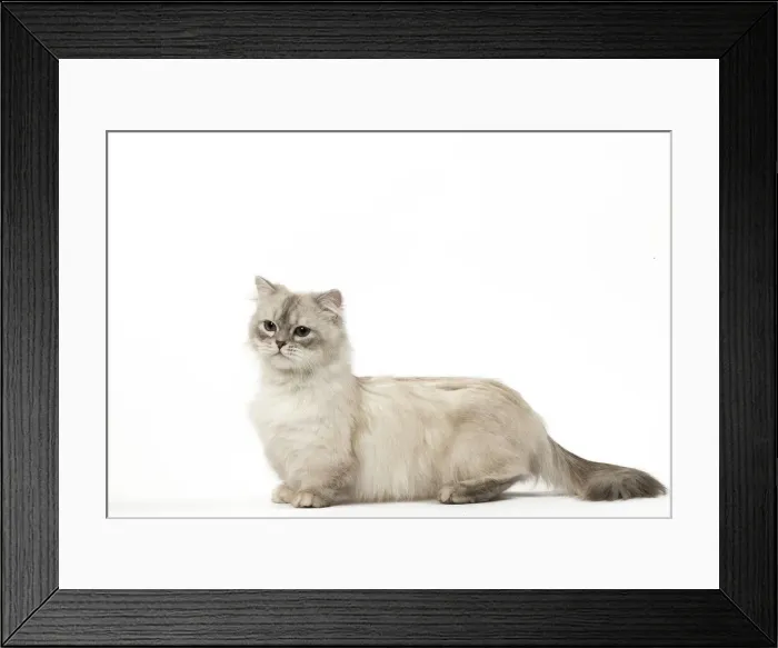 Framed Print : Picture No. 12478690