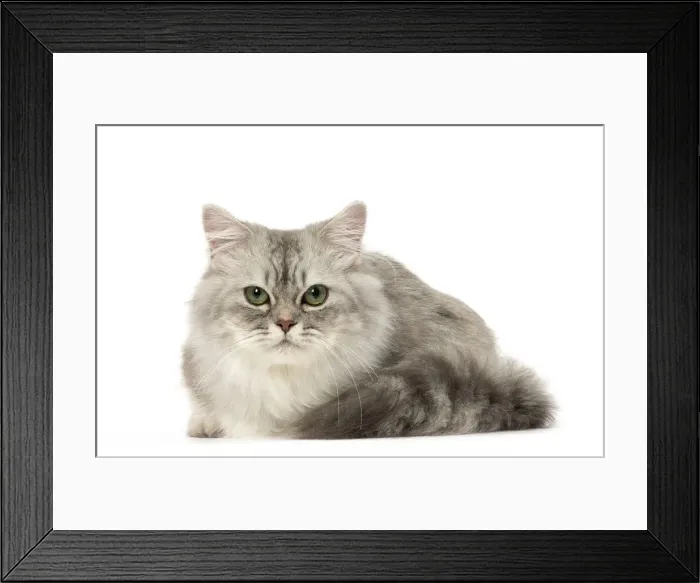 Framed Print : Picture No. 12478681 Framed Print : Picture No. 12478681