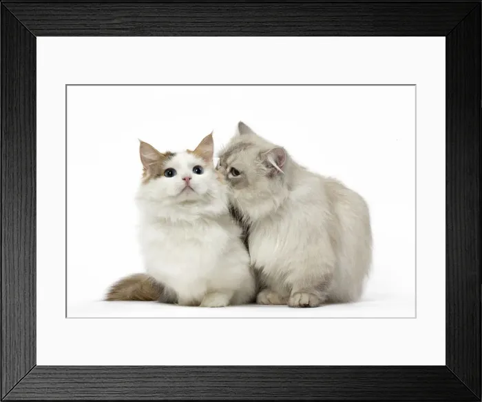 Framed Print : Picture No. 12478692 Framed Print : Picture No. 12478692