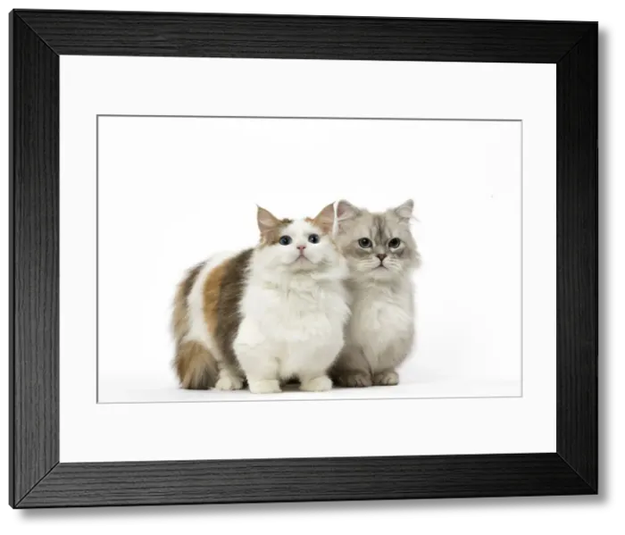 Framed Print : Picture No. 12478693 Framed Print : Picture No. 12478693