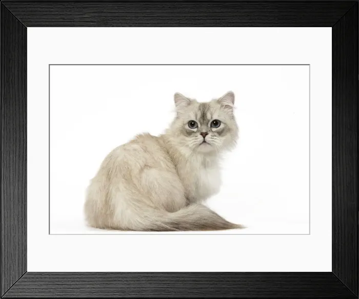 Framed Print : Picture No. 12478691 Framed Print : Picture No. 12478691