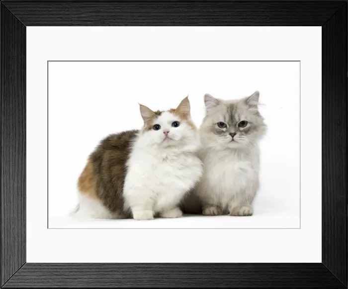 Framed Print : Picture No. 12478694 Framed Print : Picture No. 12478694