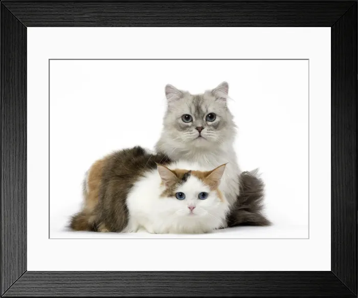 Framed Print : Picture No. 12478696