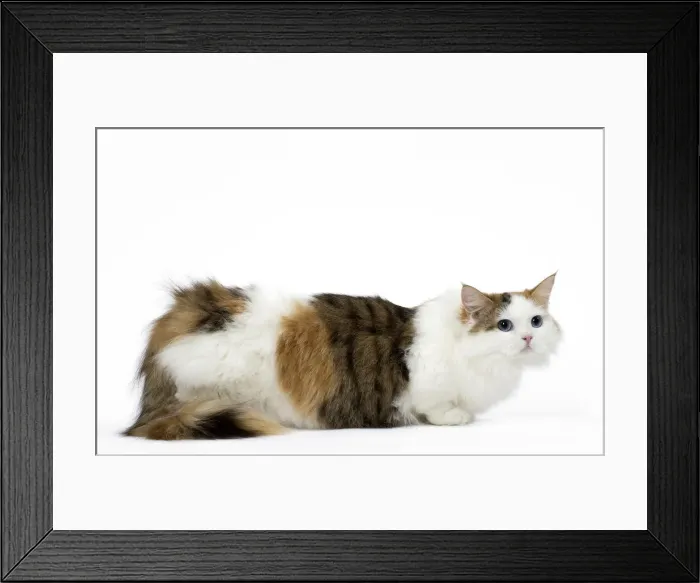 Framed Print : Picture No. 12478697 Framed Print : Picture No. 12478697