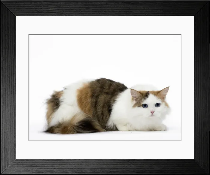 Framed Print : Picture No. 12478698 Framed Print : Picture No. 12478698