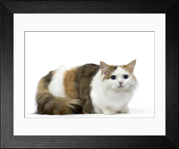 Framed Print : Picture No. 12478699 Framed Print : Picture No. 12478699