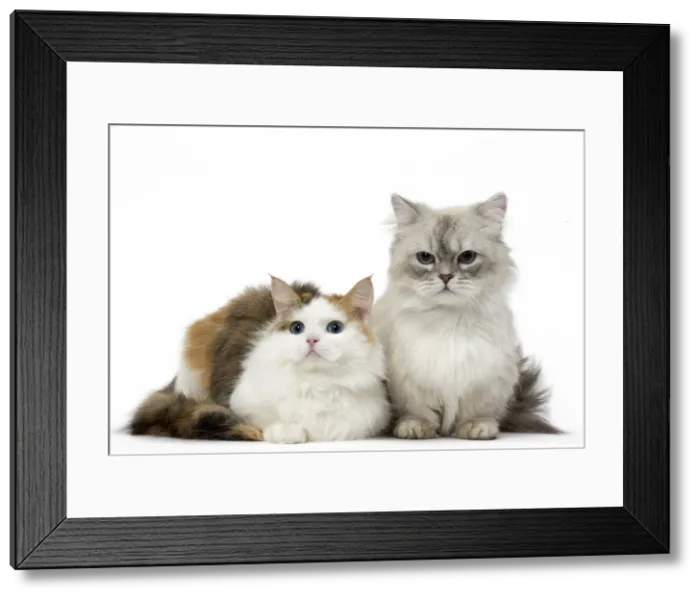 Framed Print : Picture No. 12478695 Framed Print : Picture No. 12478695