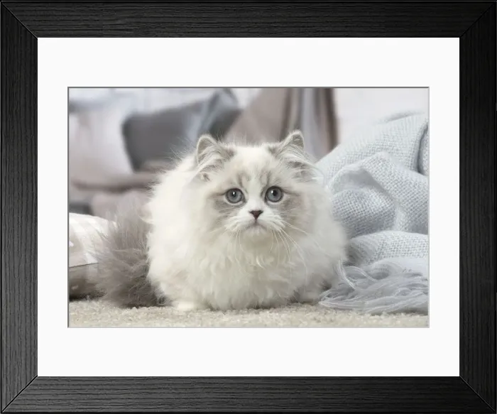 Framed Print : Picture No. 12478701 Framed Print : Picture No. 12478701