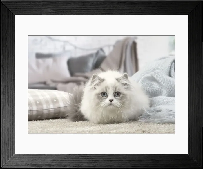 Framed Print : Picture No. 12478700 Framed Print : Picture No. 12478700