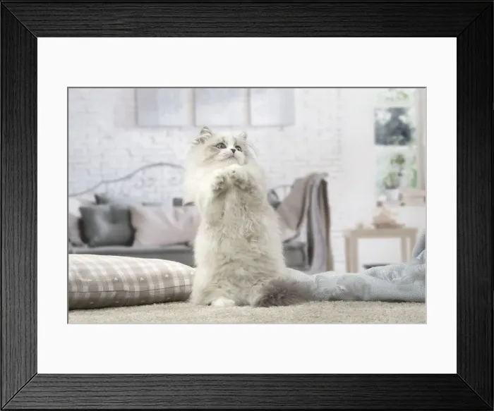 Framed Print : Picture No. 12478703 Framed Print : Picture No. 12478703