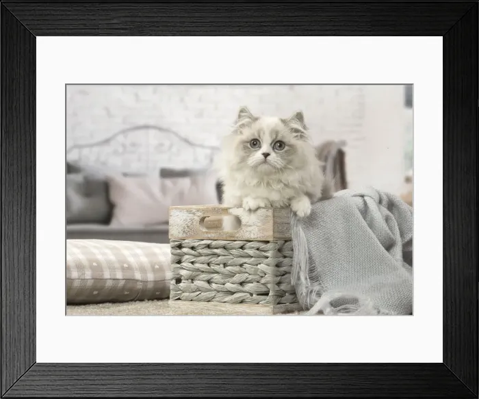 Framed Print : Picture No. 12478702 Framed Print : Picture No. 12478702