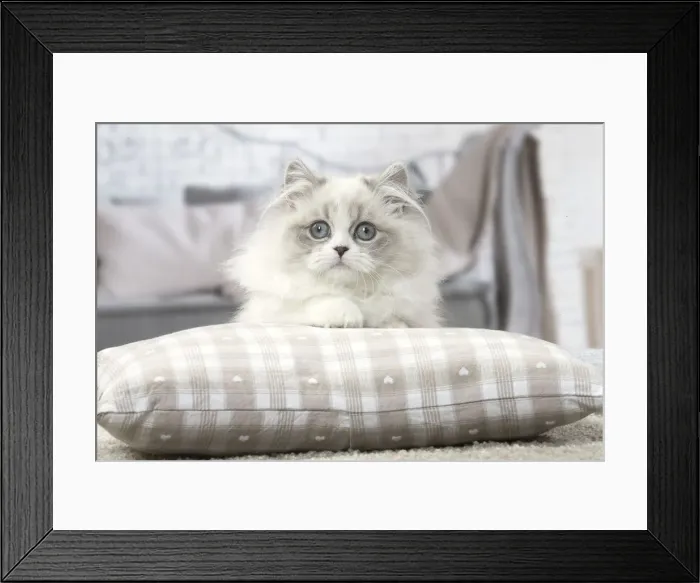 Framed Print : Picture No. 12478704 Framed Print : Picture No. 12478704