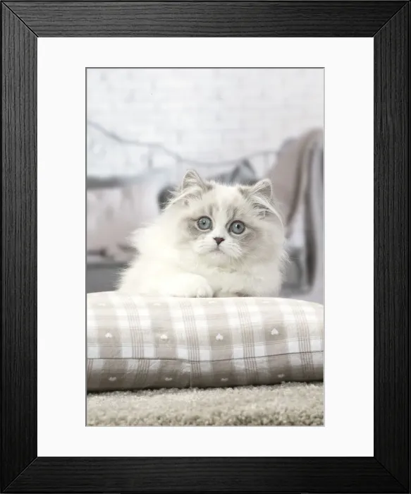 Framed Print : Picture No. 12478705 Framed Print : Picture No. 12478705
