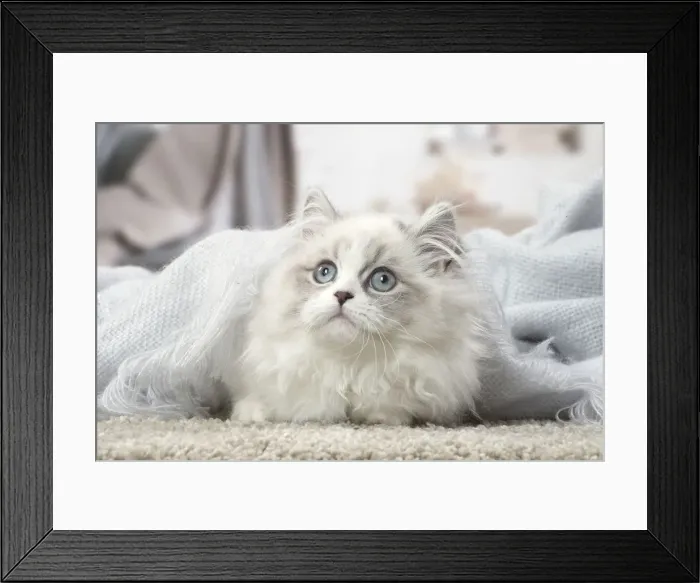 Framed Print : Picture No. 12478706 Framed Print : Picture No. 12478706