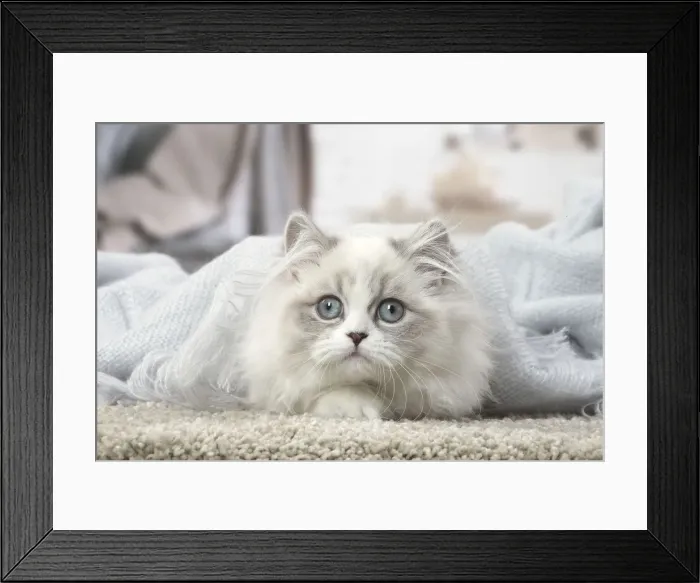 Framed Print : Picture No. 12478707 Framed Print : Picture No. 12478707