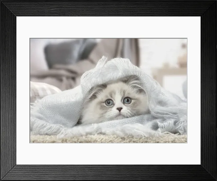 Framed Print : Picture No. 12478708 Framed Print : Picture No. 12478708