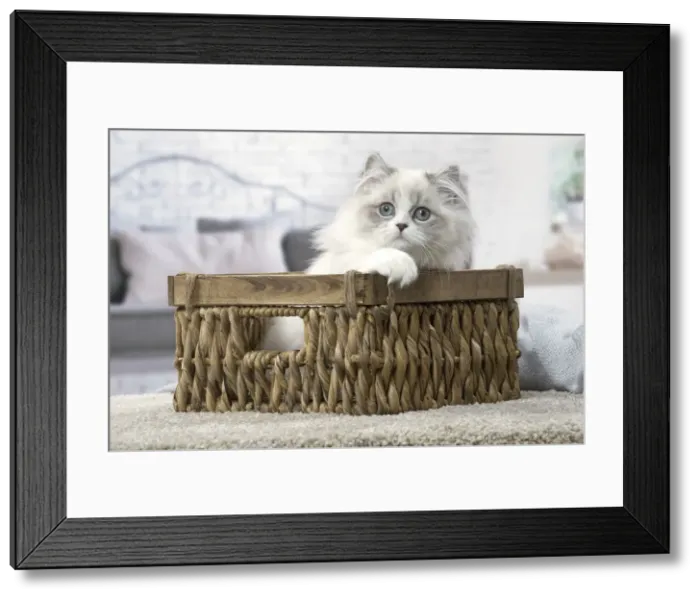 Framed Print : Picture No. 12478709 Framed Print : Picture No. 12478709