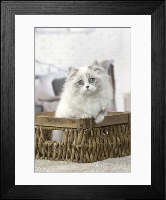 Framed Print : Picture No. 12478710 Framed Print : Picture No. 12478710