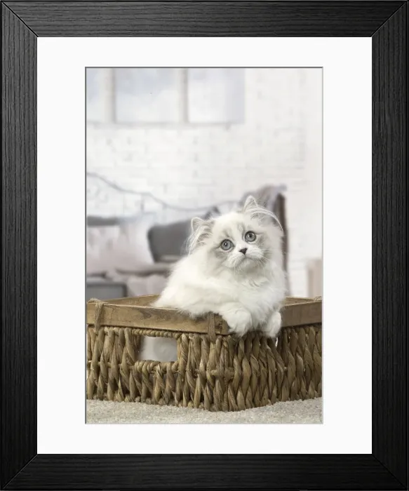 Framed Print : Picture No. 12478711