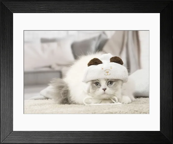 Framed Print : Picture No. 12478714 Framed Print : Picture No. 12478714