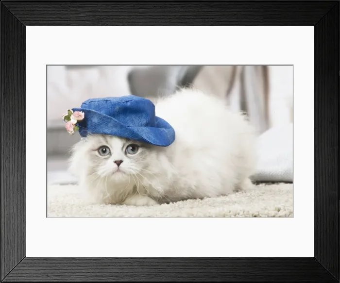 Framed Print : Picture No. 12478715