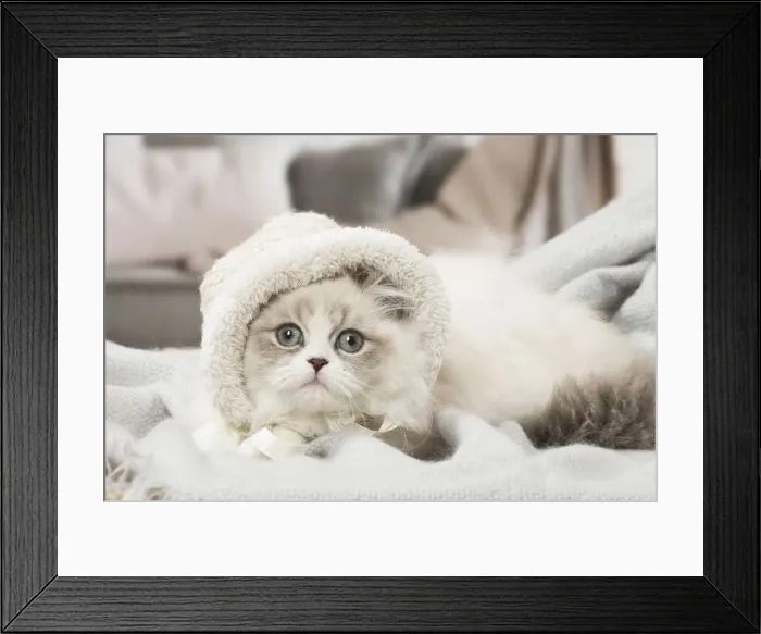 Framed Print : Picture No. 12478717 Framed Print : Picture No. 12478717