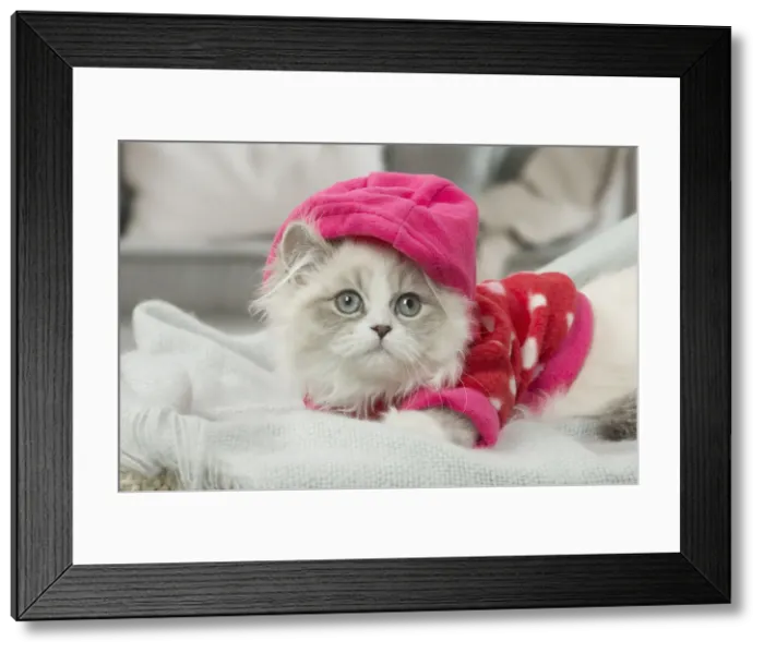 Framed Print : Picture No. 12478719