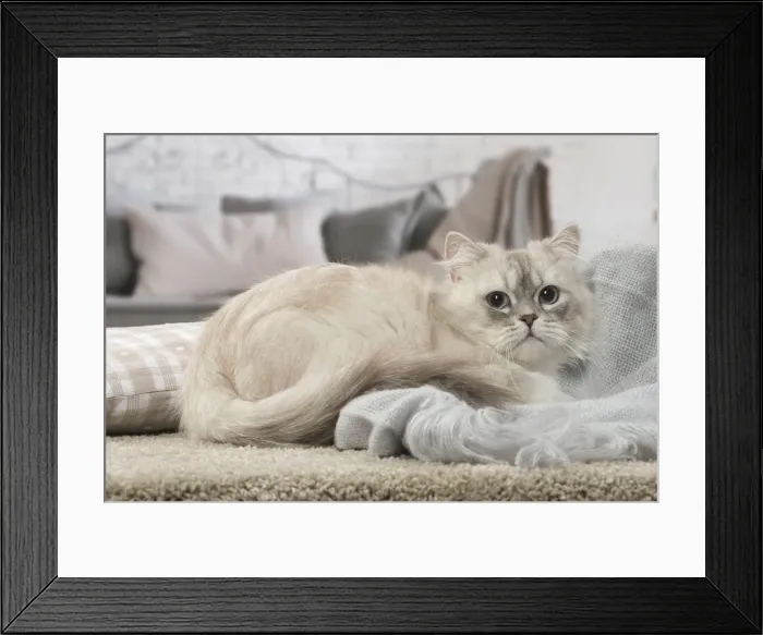 Framed Print : Picture No. 12478722 Framed Print : Picture No. 12478722