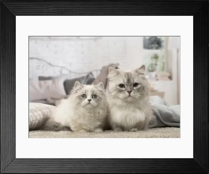 Framed Print : Picture No. 12478723 Framed Print : Picture No. 12478723