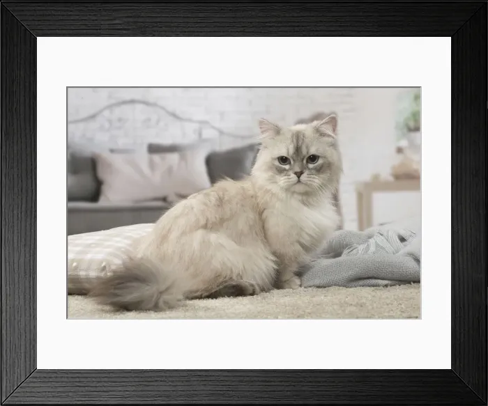 Framed Print : Picture No. 12478724 Framed Print : Picture No. 12478724