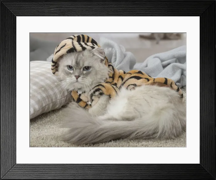 Framed Print : Picture No. 12478730