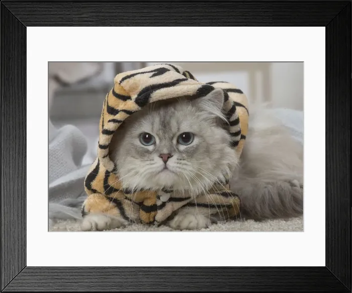 Framed Print : Picture No. 12478731